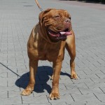 DSC06175_cr